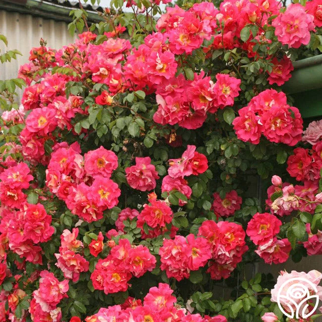 Bajazzo® 4 Bajazzo® - Image 4