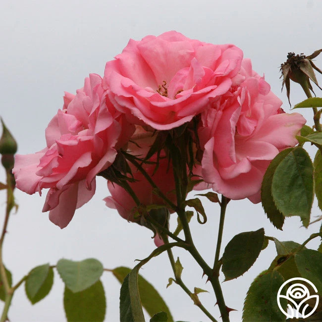 Bantry Bay® 2 Bantry Bay® - Image 2