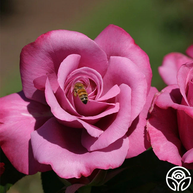 Barbra Streisand 1 Barbra Streisand