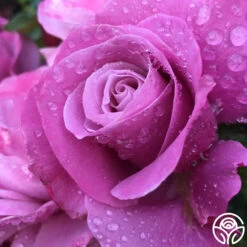 Barbra Streisand 9 Barbra Streisand -RoseLuxe Shop barbra streisand 2 8