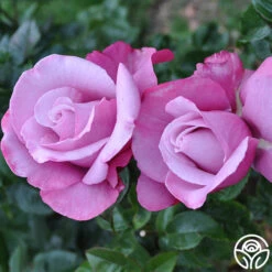 Barbra Streisand 8 Barbra Streisand -RoseLuxe Shop barbra streisand 4 2 1