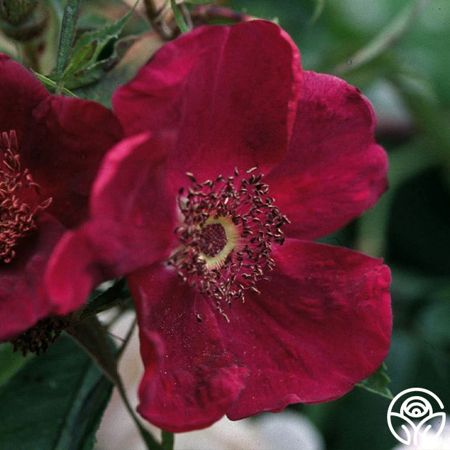 Basye's Purple Rose 1 Basye's Purple Rose