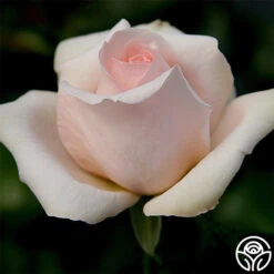 Betty White™ -RoseLuxe Shop betty white 1 8