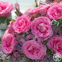 Eleganza® Beverly -RoseLuxe Shop beverly 4 1