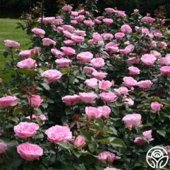 Eleganza® Beverly -RoseLuxe Shop beverly 7