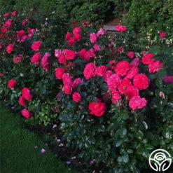 Big Momma™ 12 Big Momma™ -RoseLuxe Shop big momma 3 5