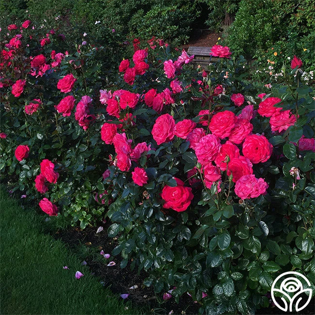 Big Momma™ 5 Big Momma™ - Image 5