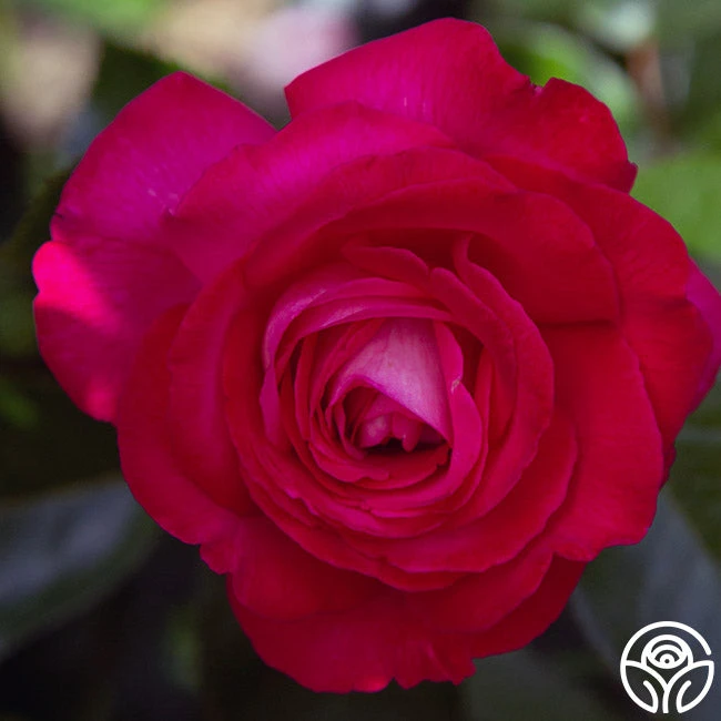 Big Momma™ 2 Big Momma™ - Image 2