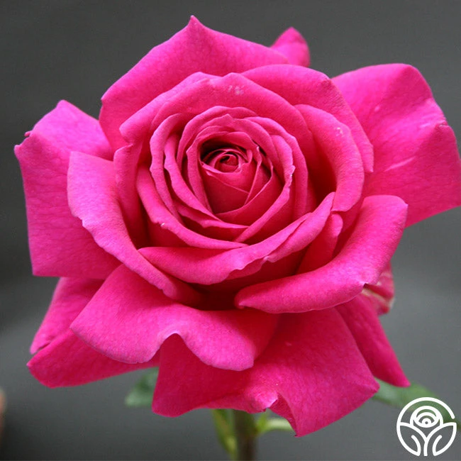 Big Purple® 2 Big Purple® - Image 2