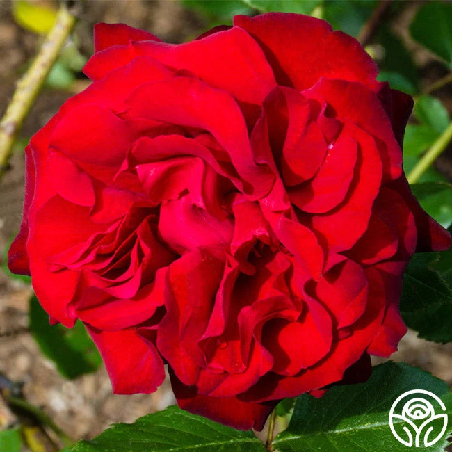 Black Cherry™ 2 Black Cherry™ - Image 2