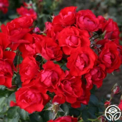 Black Forest Rose® -RoseLuxe Shop black forest rose 2
