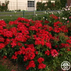 Black Forest Rose® -RoseLuxe Shop black forest rose 5 1