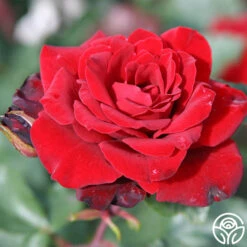 Black Ice™ -RoseLuxe Shop black ice 3 8