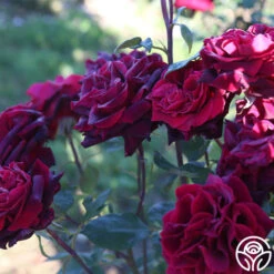 Black Lady™ 10 Black Lady™ -RoseLuxe Shop black lady 12