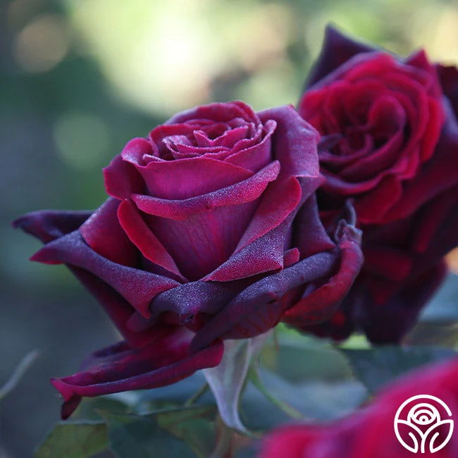 Black Lady™ 1 Black Lady™