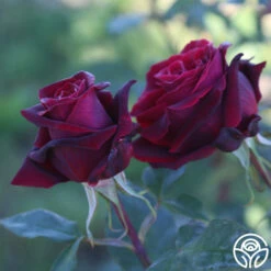 Black Lady™ 14 Black Lady™ -RoseLuxe Shop black lady 16