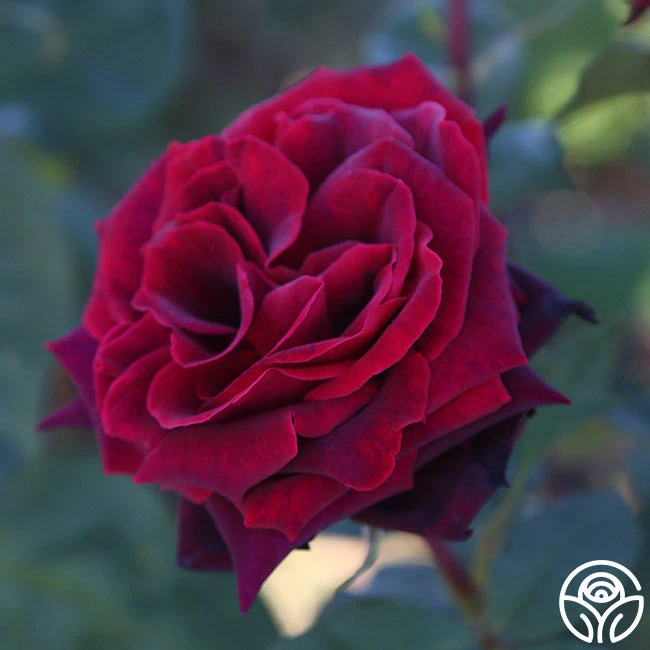 Black Lady™ 2 Black Lady™ - Image 2