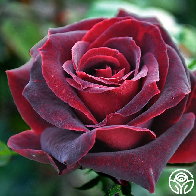 Black Pearl 1 Black Pearl