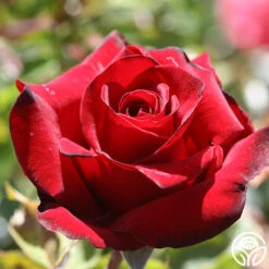 Black Pearl 19 Black Pearl -RoseLuxe Shop black pearl 2 1 1