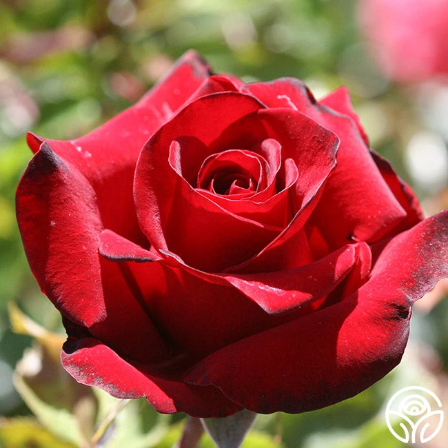 Black Pearl 9 Black Pearl - Image 9