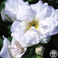 Blanc Double De Coubert -RoseLuxe Shop blanc double de coubert logo 01