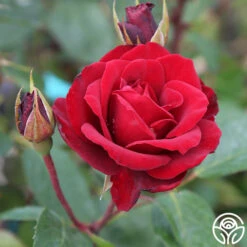 Blaze -RoseLuxe Shop blaze 4