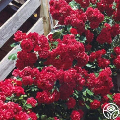 Blaze -RoseLuxe Shop blaze 5