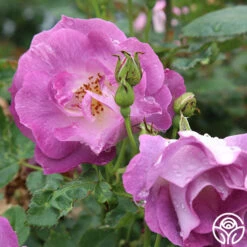 Blue For You 7 Blue For You -RoseLuxe Shop blue for you 2 1