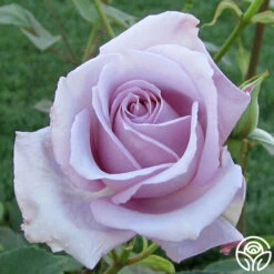 Blue Girl -RoseLuxe Shop blue girl 2 2