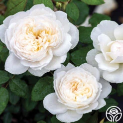 Bolero™ 13 Bolero™ -RoseLuxe Shop bolero 1 1