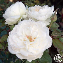 Bolero™ 20 Bolero™ -RoseLuxe Shop bolero 3 1