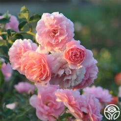 Bonica® -RoseLuxe Shop bonica 3 8