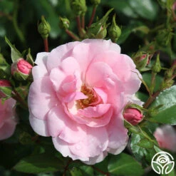 Bonica® -RoseLuxe Shop bonica 9