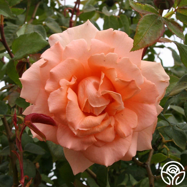 Breath Of Life™ 2 Breath Of Life™ - Image 2