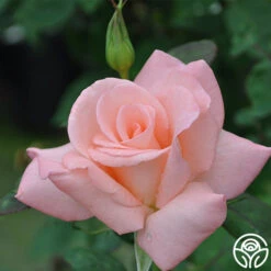 Bride -RoseLuxe Shop bride 3 1