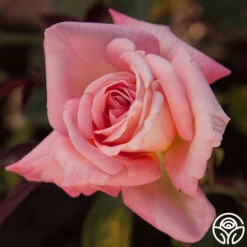 Bride -RoseLuxe Shop bride 56