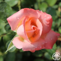 Bride -RoseLuxe Shop bride 6