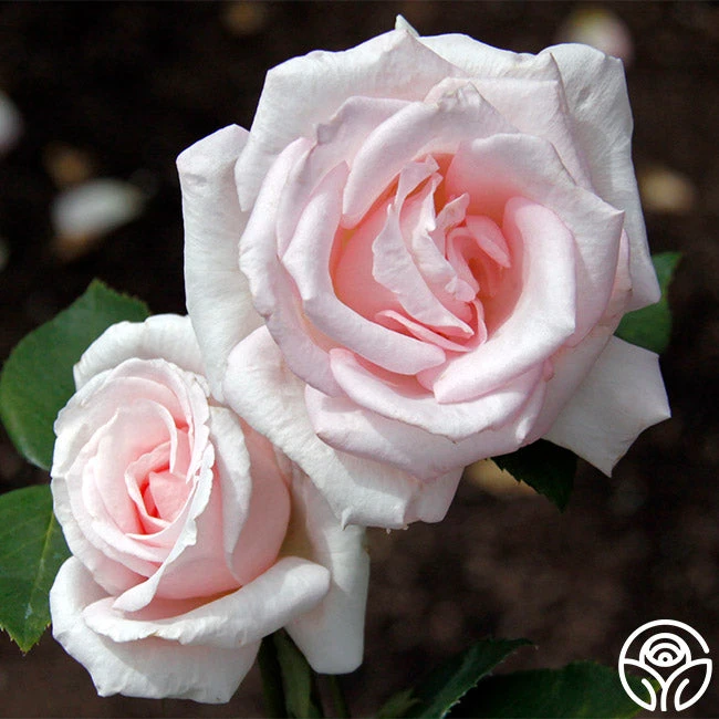 Bride's Dream 2 Bride's Dream - Image 2