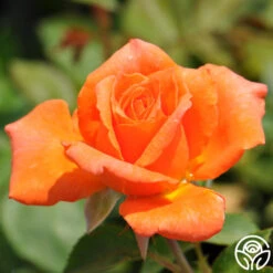 Bright Fire -RoseLuxe Shop bright fire logo 02