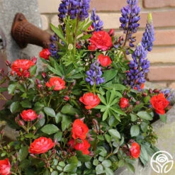 Veranda® Brilliant™ -RoseLuxe Shop brilliant veranda 3