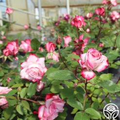 Candy Cane Cocktail™ 33 Candy Cane Cocktail™ -RoseLuxe Shop candycane cocktail 11