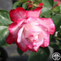 Candy Cane Cocktail™ 24 Candy Cane Cocktail™ -RoseLuxe Shop candycane cocktail 3