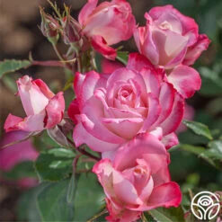 Candy Cane Cocktail™ 21 Candy Cane Cocktail™ -RoseLuxe Shop candycane cocktail 4