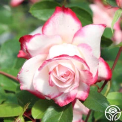 Candy Cane Cocktail™ 27 Candy Cane Cocktail™ -RoseLuxe Shop candycane cocktail 8