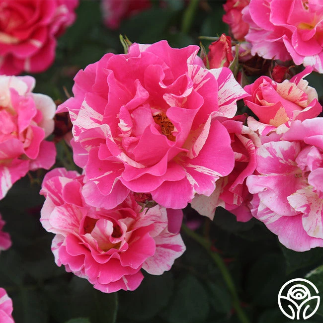 Candy Land 4 Candy Land - Image 4