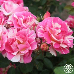 Candy Land 13 Candy Land -RoseLuxe Shop candyland 3