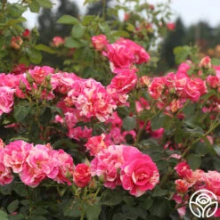 Candy Land 12 Candy Land -RoseLuxe Shop candyland 4