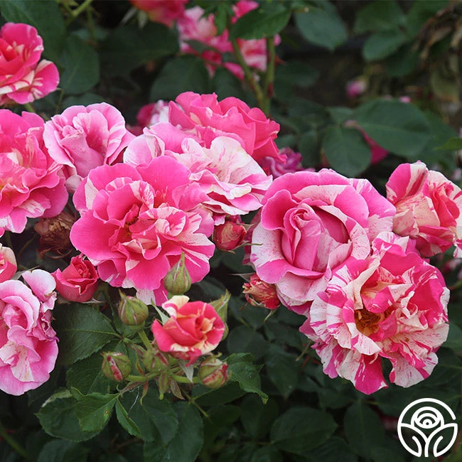 Candy Land 3 Candy Land - Image 3