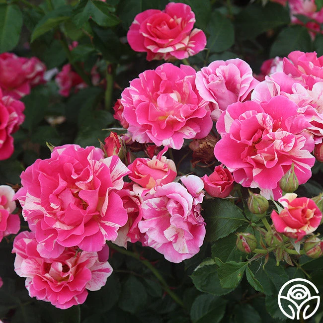 Candy Land 1 Candy Land