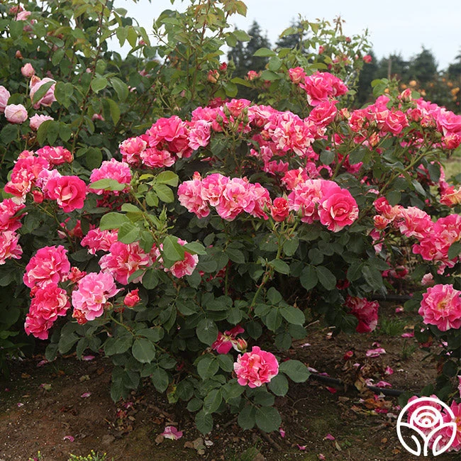 Candy Land 5 Candy Land - Image 5